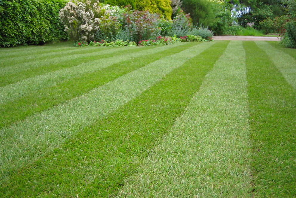 lawn renovation