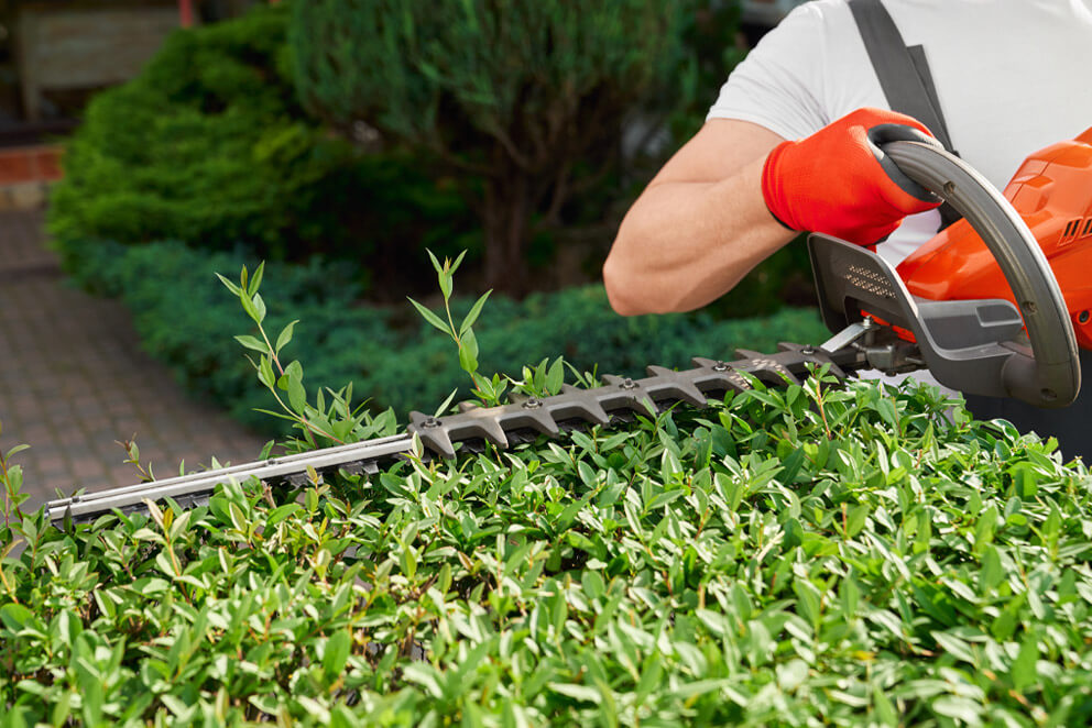hedge cutting