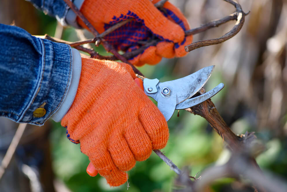pruning