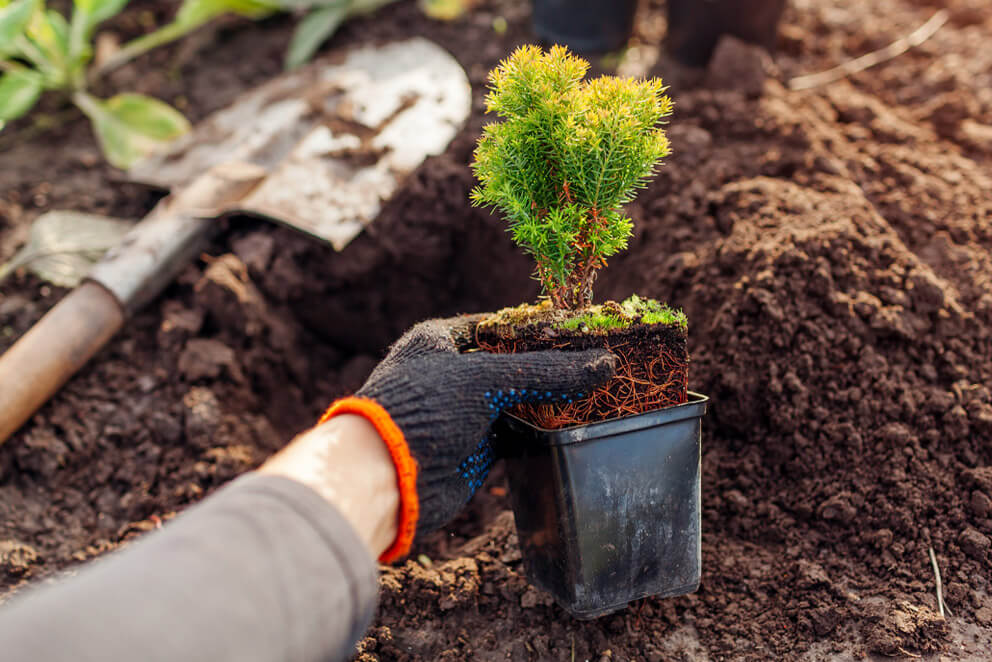 planting
