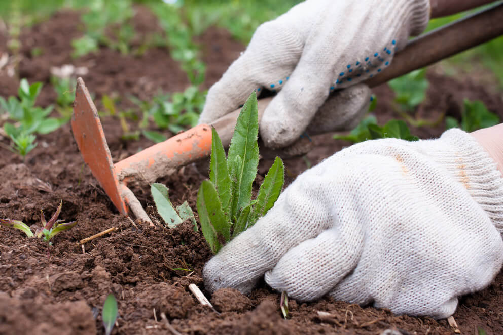 weed control
