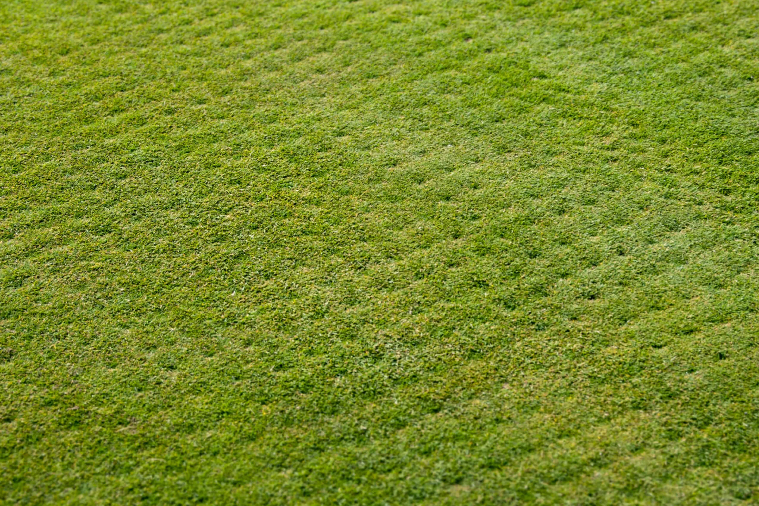 lawn aeration