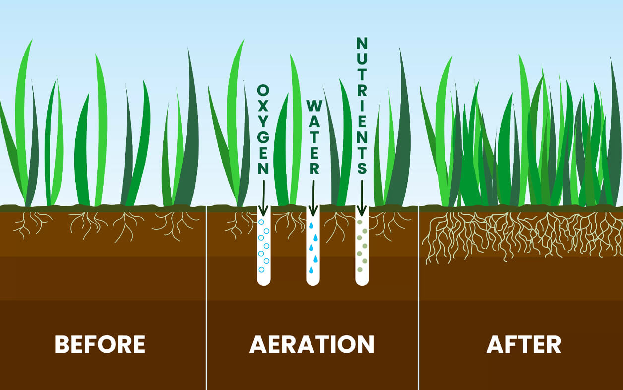 lawn aeration